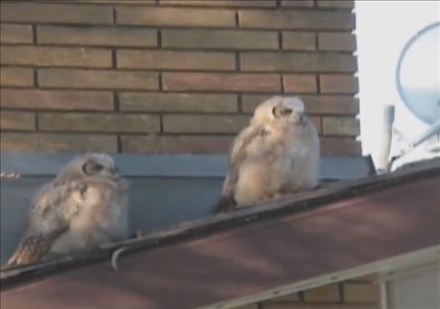 Zwei Eulen auf dem Dach