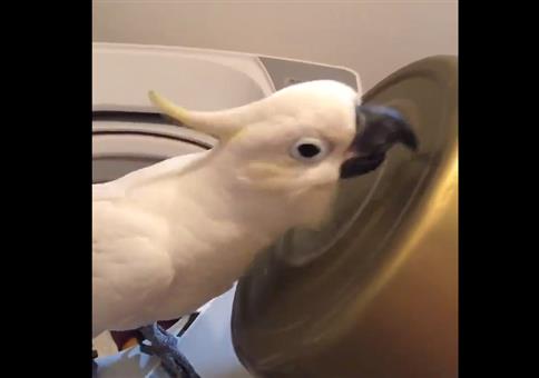 Kakadu mit Rhythmus im Blut