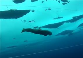 Eistauchen Weltrekord