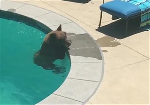 Bei der Hitze: Bär kühlt sich kurz im Pool ab