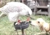 Adler füttert Hund