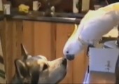 Papagei und Husky spielen Susi und Strolch