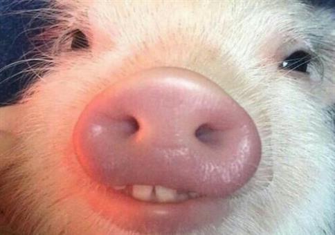 Hornoxe.com – Picdump #489