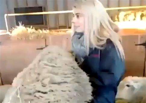 Vorsicht! Menschenfressende Schafe