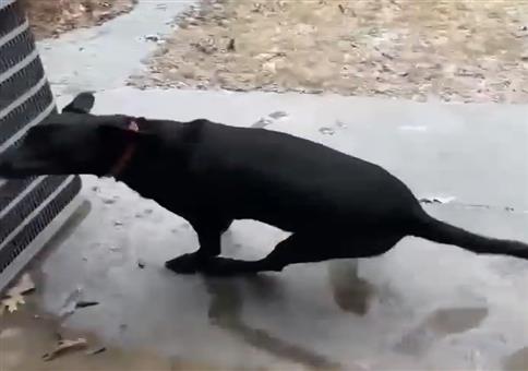 Hundeglatte draußen