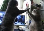 Katzen Klatschspiel