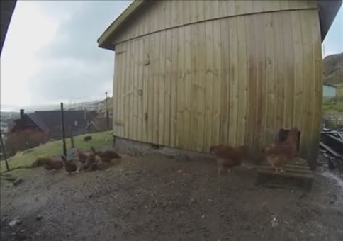 Hühner und die totale Sonnenfinsternis