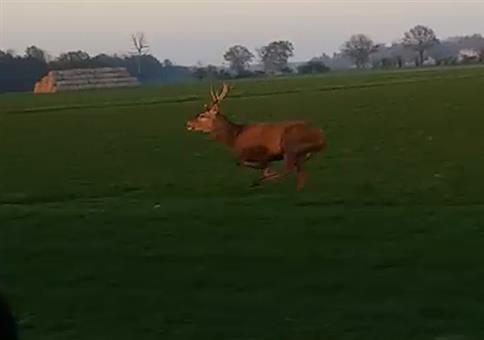 Da springt einem doch der Hirsch vor das Auto