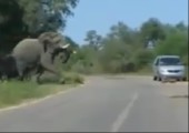 Elefant vs. Auto