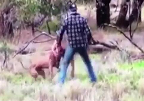 Sich mit nem Känguru anlegen um seinen Hund zu beschützen
