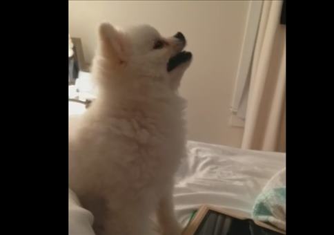 Das niesende Hündchen