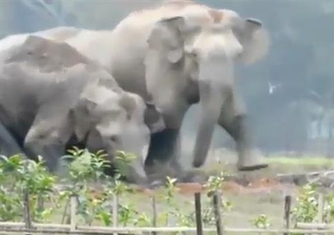 Da ist der kleine Elefant in den Graben gefallen