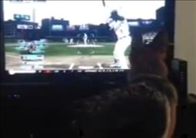 Dieser Hund liebt Baseball im Fernsehen