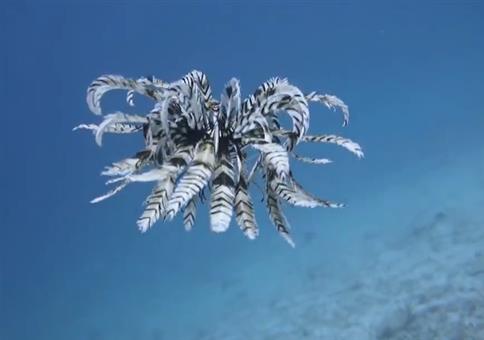 Schaut mal: Ein Federstern