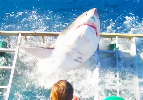Großer weißer Hai plötzlich im Taucherkäfig
