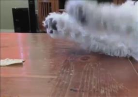 Gemeiner Hund -  Immer auf die Kleinen