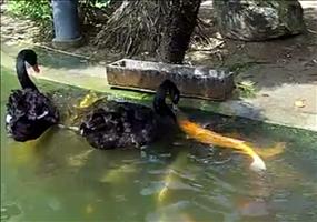 Schwäne füttern Fische