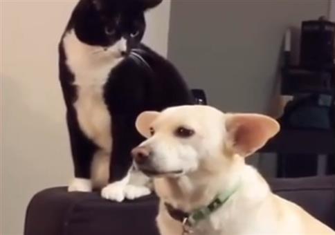 Katze überlegt sich den Hund zu ärgern