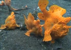 Die strangesten Unterwasserkreaturen