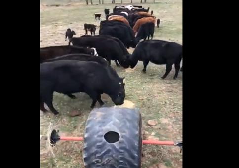 Mit nem Reifen die Rinder füttern