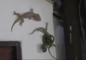 Gecko rettet Artgenossen vor einer Schlange