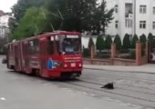 Hund vs. Straßenbahn
