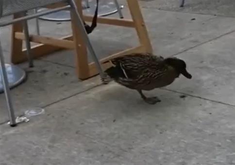 Ente hat gestern zu viel Bier gesoffen