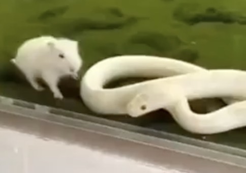 Schlange mit Fehlbiss