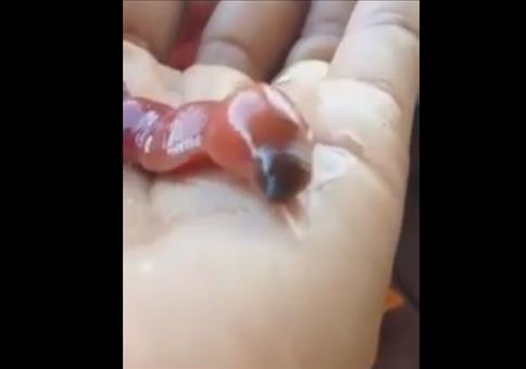 Ein Bandwurm der besonderen Art