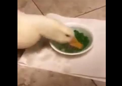 Diese Ente ist ein Erbsenschnellesser