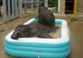 Kleine Elefanten beim baden