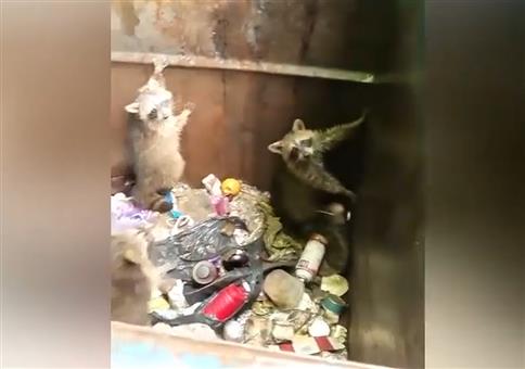 Waschbären im Müllcontainer