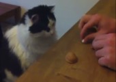 Katze beim Hütchenspielen