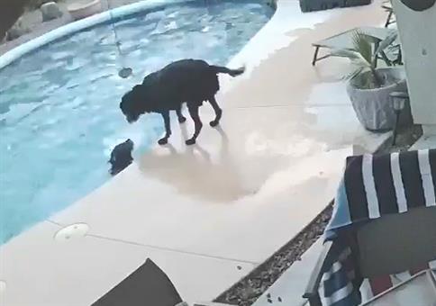 Hund rettet seinen Kumpel im Pool