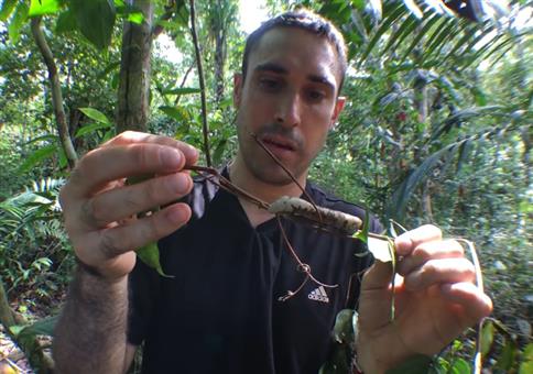 Raupe mit beeindruckender Mimikry