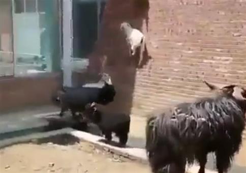 Eine Wand und ein paar Bergziegen