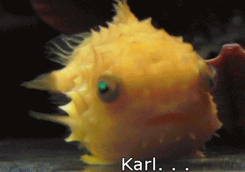 Hornoxe.com - Gifdump #229 - Animierter Picdump