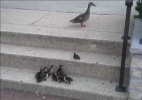 Entlein haben ein kleines Problem mit einer Treppe