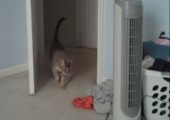 Katze betritt vorsichtig den Raum