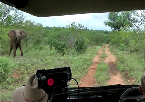 Angriff der Elefanten - Trotzdem cool bleiben