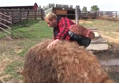 Heute reite ich mal auf nem Schwein!