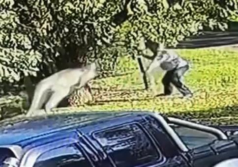 Streit mit dem Känguru