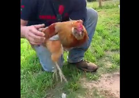 Die Hühnerhypnoselinie