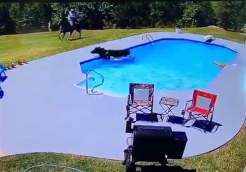 Cowboy und Kuh schmeißen ne Poolparty