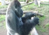 Gorilla im Zoo frisst seine eigenen Exkremente