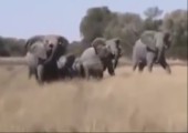 Wenn sich ein Elefant bedroht fühlt