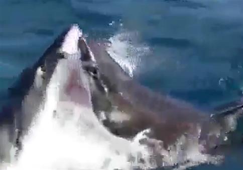 Wenn Haie ihre Konkurrenten anknabbern