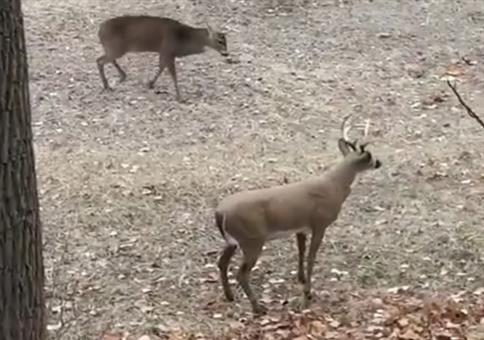 Das Geweih der Zerstörung