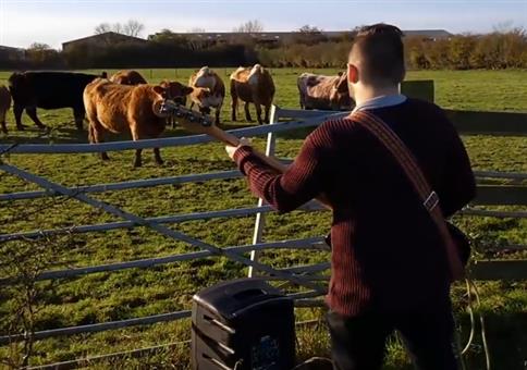 Bass-Solo für die Kühe