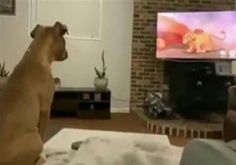 Hund schaut König der Löwen